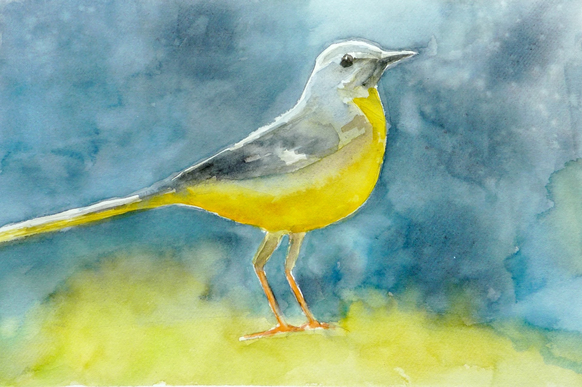 Bergeronnette (vendu)
