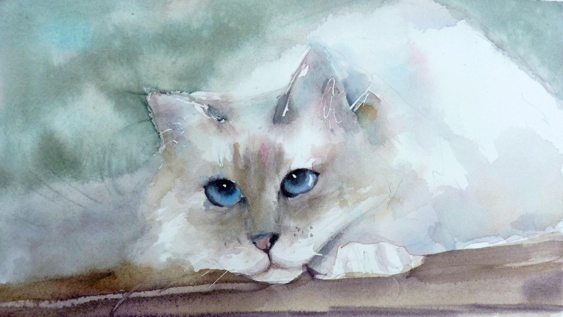 chat à poils blancs