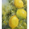 Trois citrons prêts à être cueillis