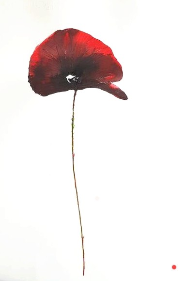 Coquelicot tige (vendu)
