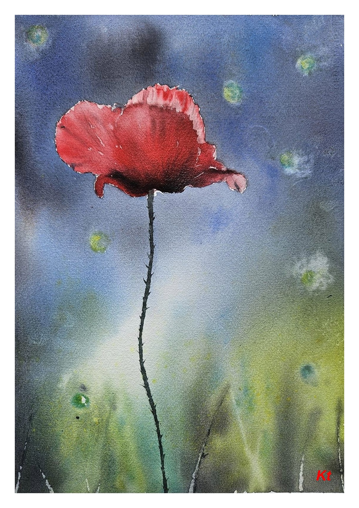 Le coquelicot comète
